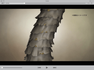 パサパサな髪の毛を美髪に導く方法！