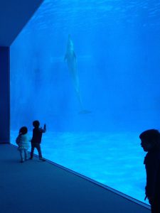 衛藤家、水族館へ行く！