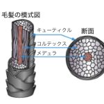 今後のトリートメントのキーワードは「疏水化」！