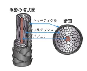 今後のトリートメントのキーワードは「疏水化」!