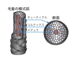トリートメントは髪の「どこに効かせるか」が大事！